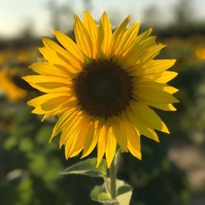 Meet your Posher, Abbie